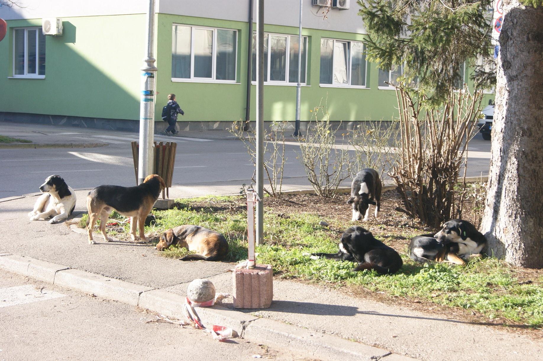 Česta slika na području grada - Avaz