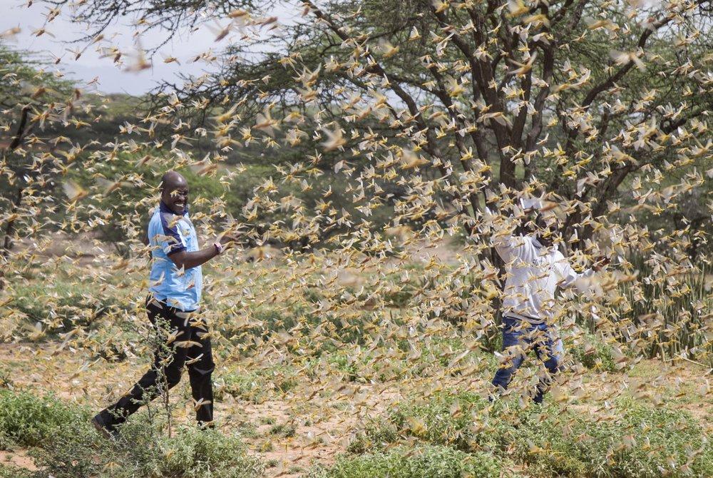 Istočna Afrika pogođena najtežom najezdom skakavaca u posljednjih 25 godina