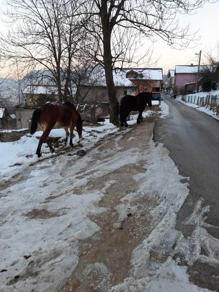 Čiji konji lutaju Velešićima: Djeca ne smiju sama u školu