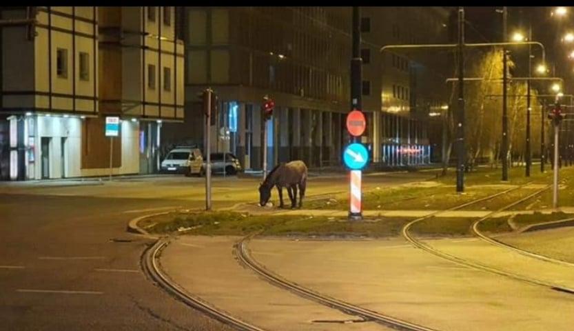 Konj pase travu u Sarajevu - Avaz