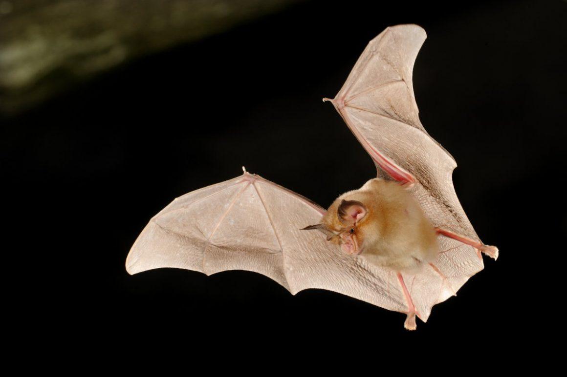 Slijepi miševi, a posebno vrste roda Rhinolophus, čine rezervoar virusa SARS-CoV i SARS-CoV-2 - Avaz