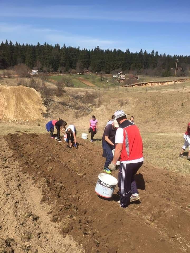 Posadili krompir za javnu kuhinju