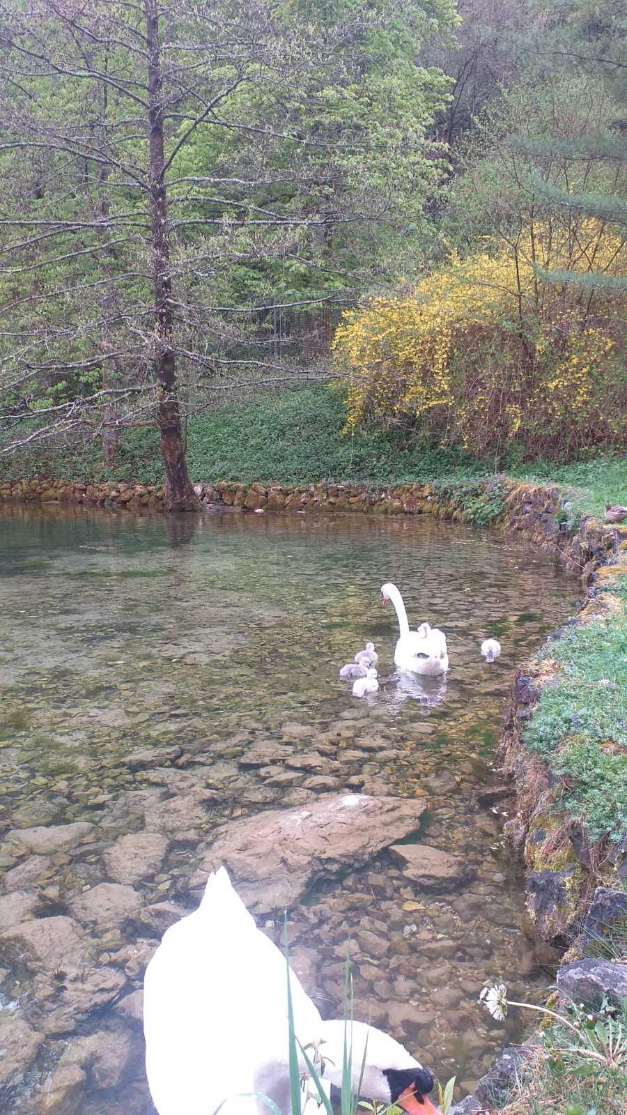 Lijepa vijest s Vrela Bosne: Izletište krasi novih šest labudova