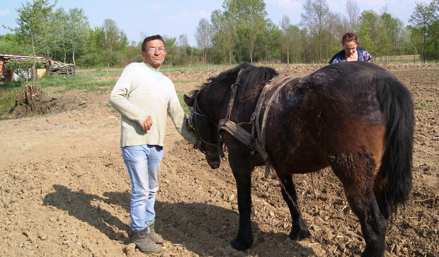 Konji se vratili u njive - Avaz