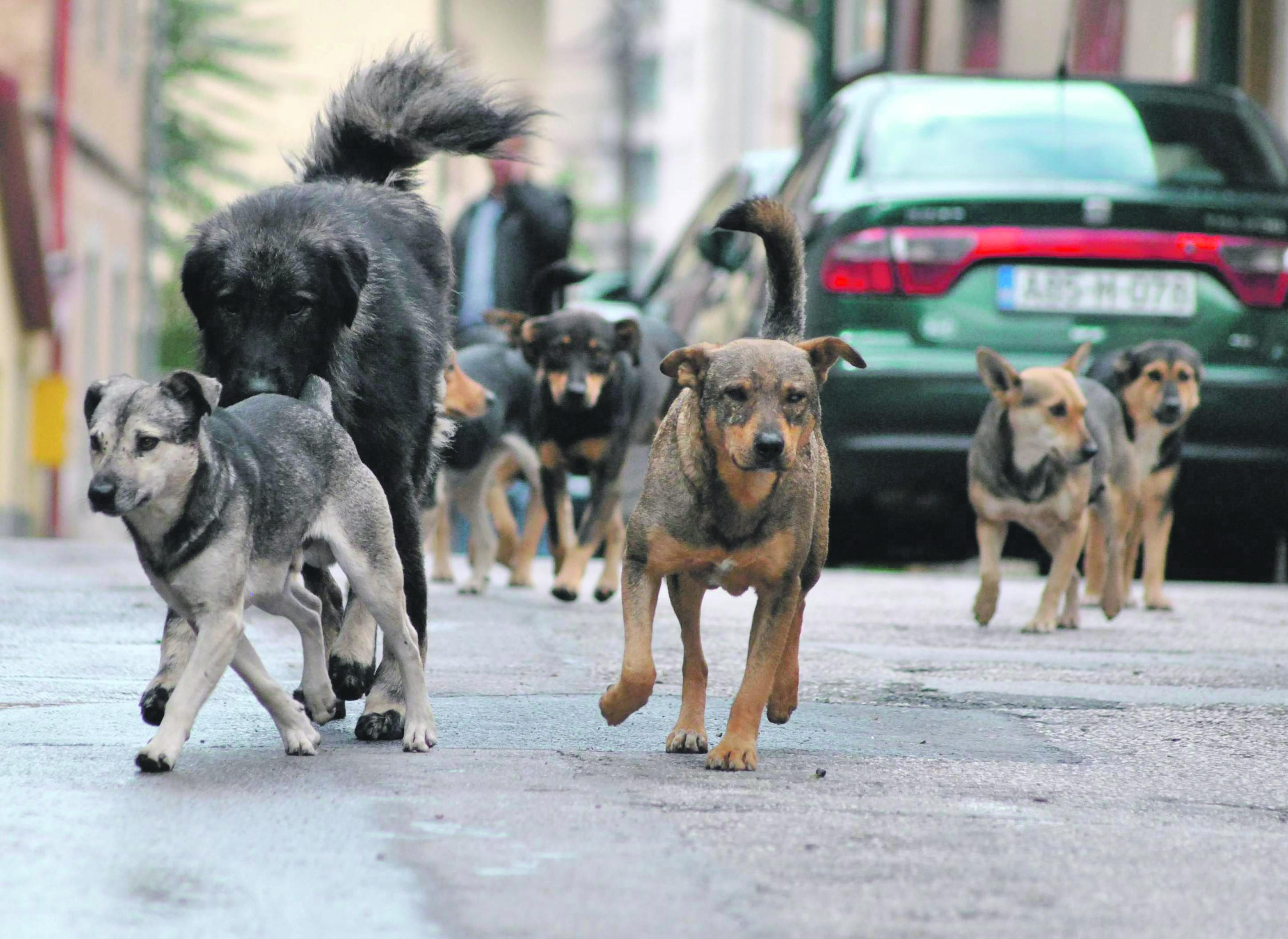 Psi imaju oko milion puta bolji njuh od ljudi - Avaz