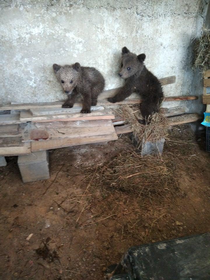 Sema i Pepo idu za Tuzlu - Avaz