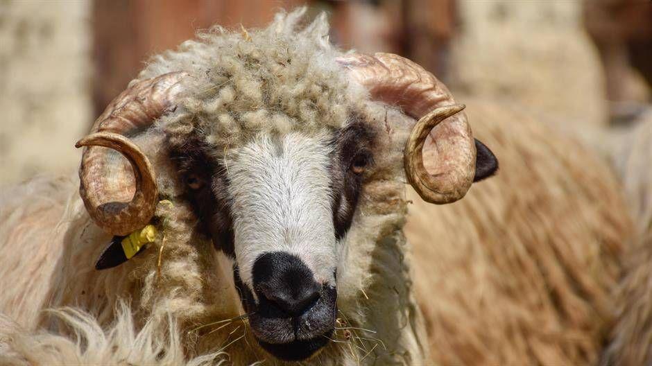 Udruženje Pomozi.ba vrši prijem i podjelu kurbanskog mesa za najugroženije