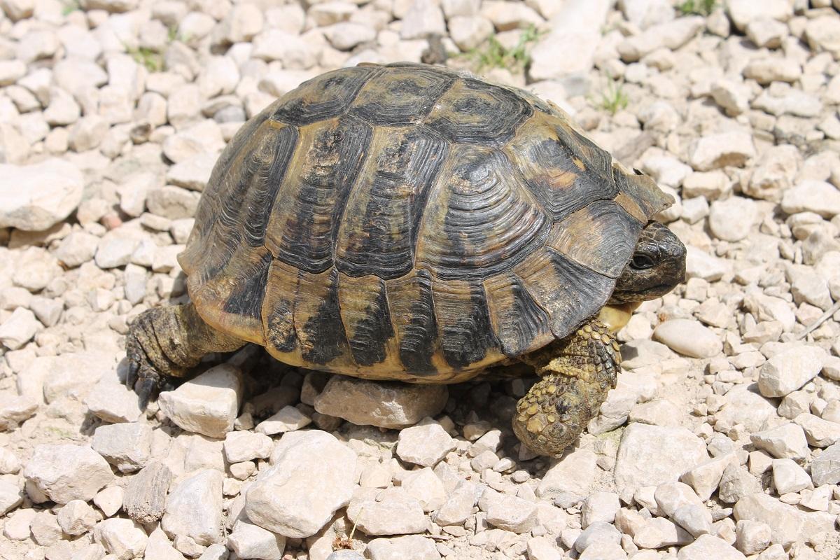 Prikupljanje podataka o zaštićenim vrstama - Avaz