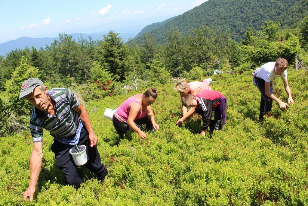 Berba borovnice, dnevna zarada i do 70 KM