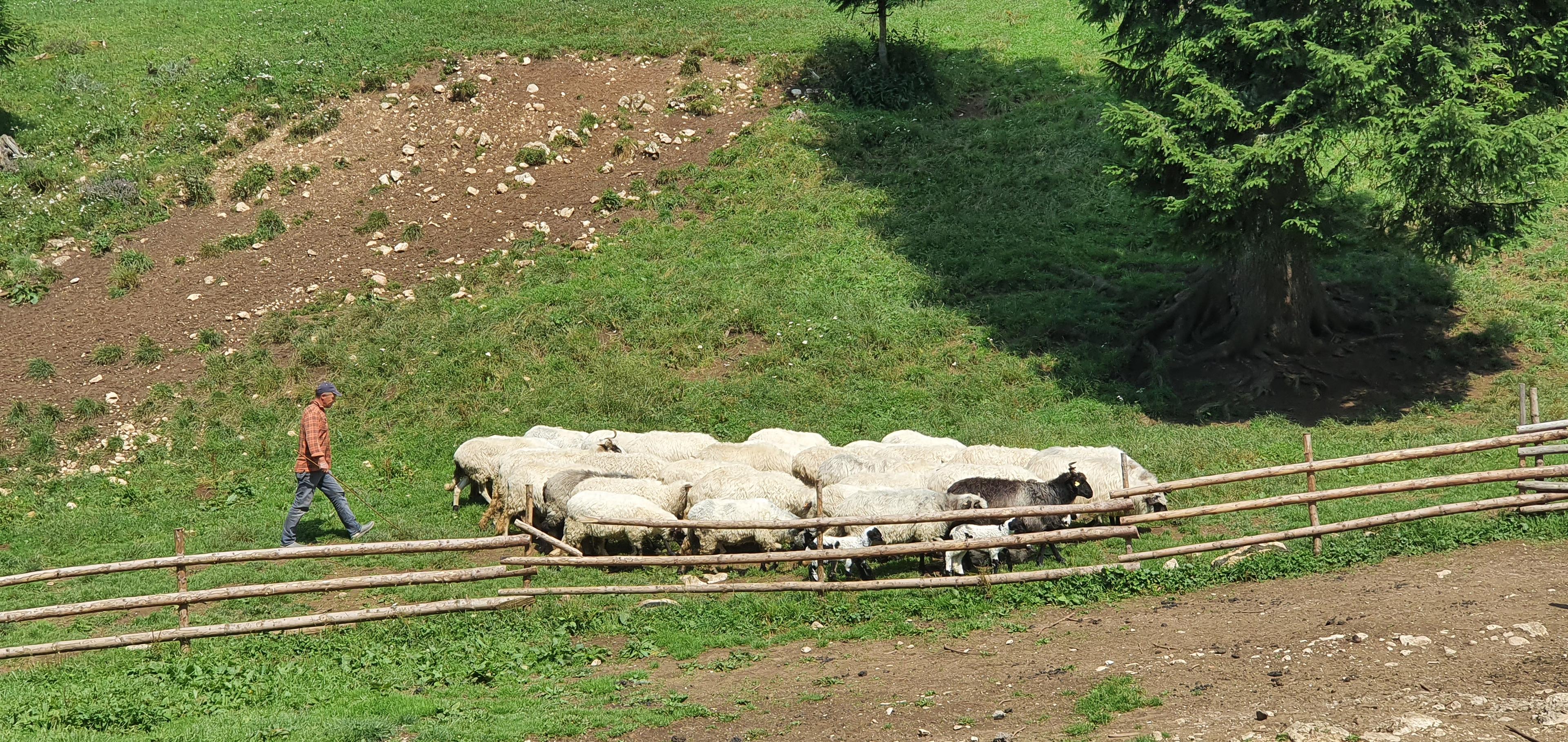 Pastir s ovcama na Vlašiću - Avaz