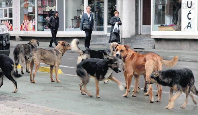 Oglasila se udruženja za zaštitu životinja - Avaz