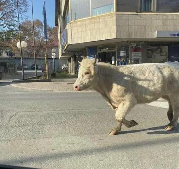 Za bikom traga i policija - Avaz