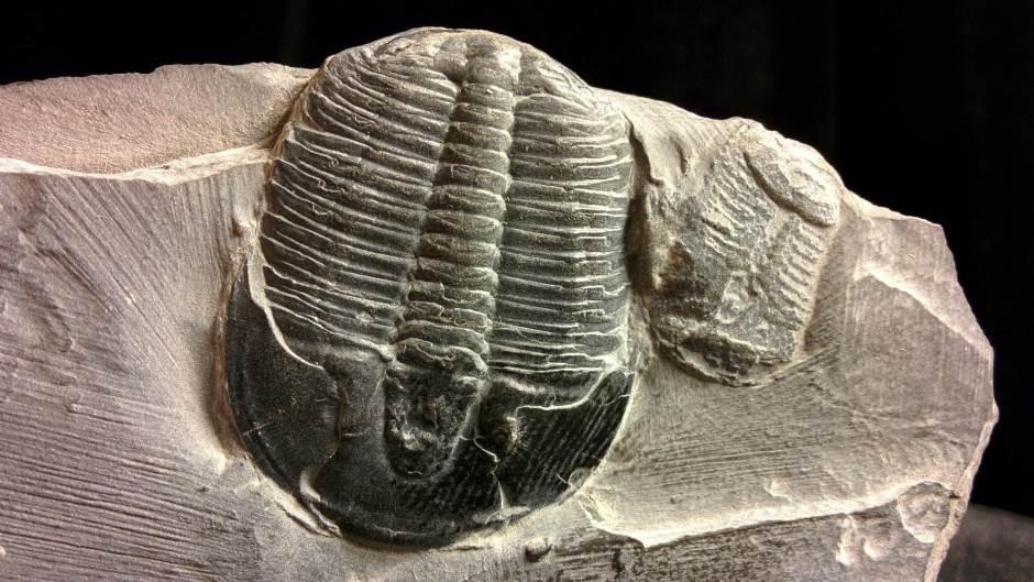 Kineski naučnici otkrili 500 miliona godina star fosil trilobita