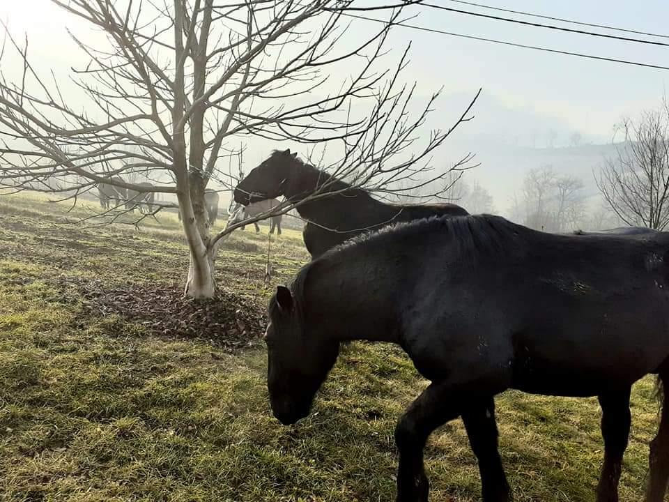 Konji su se pojavili u petak popodne - Avaz