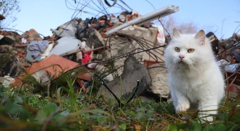 Bijela mačka oko ruševina tražila vlasnike - Avaz