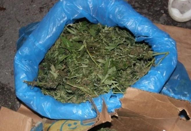 Otkriveno 28 parcela na kojima se uzgajala marihuana - Avaz