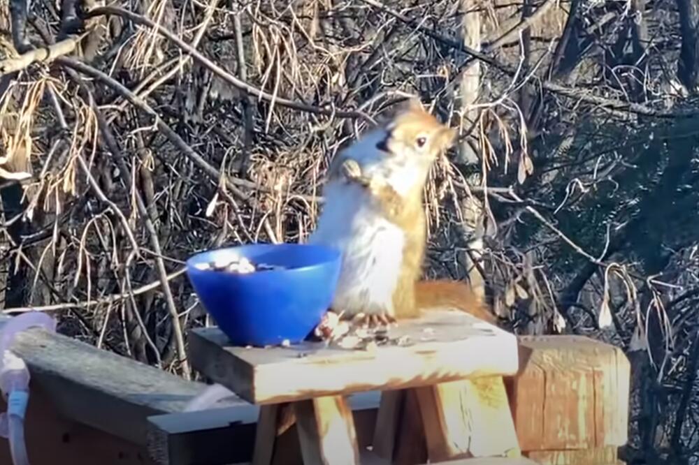 Pijana vjeverica je nešto najsmješnije što će te vidjeti danas