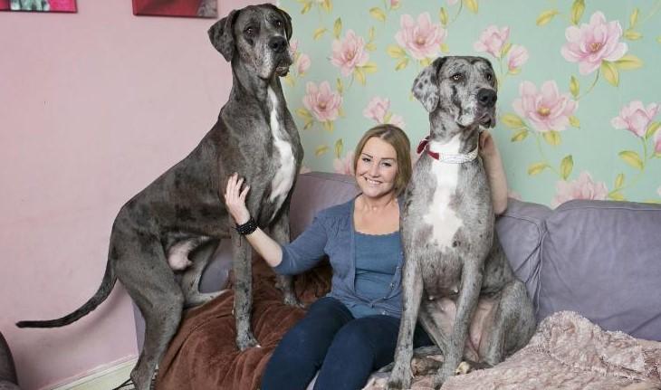 Freddy the Great Dane, the tallest dog in the world, has died