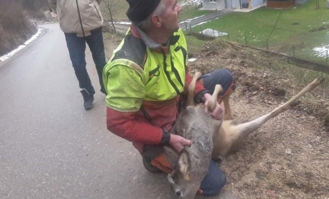 Dirljiva scena: Komunalci pronašli i spasili teško povrijeđenu srnu