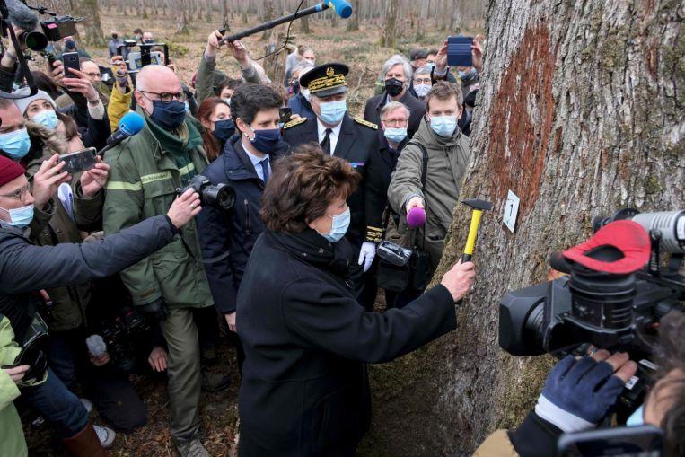 Oaks from every region of France are being used to rebuild the cherished national monument - Avaz