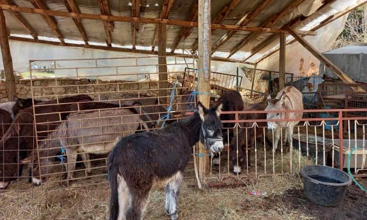 Litar magarećeg mlijeka košta 50 KM, a u Soviće po njega dolaze i Švicarci, Francuzi te Šveđani