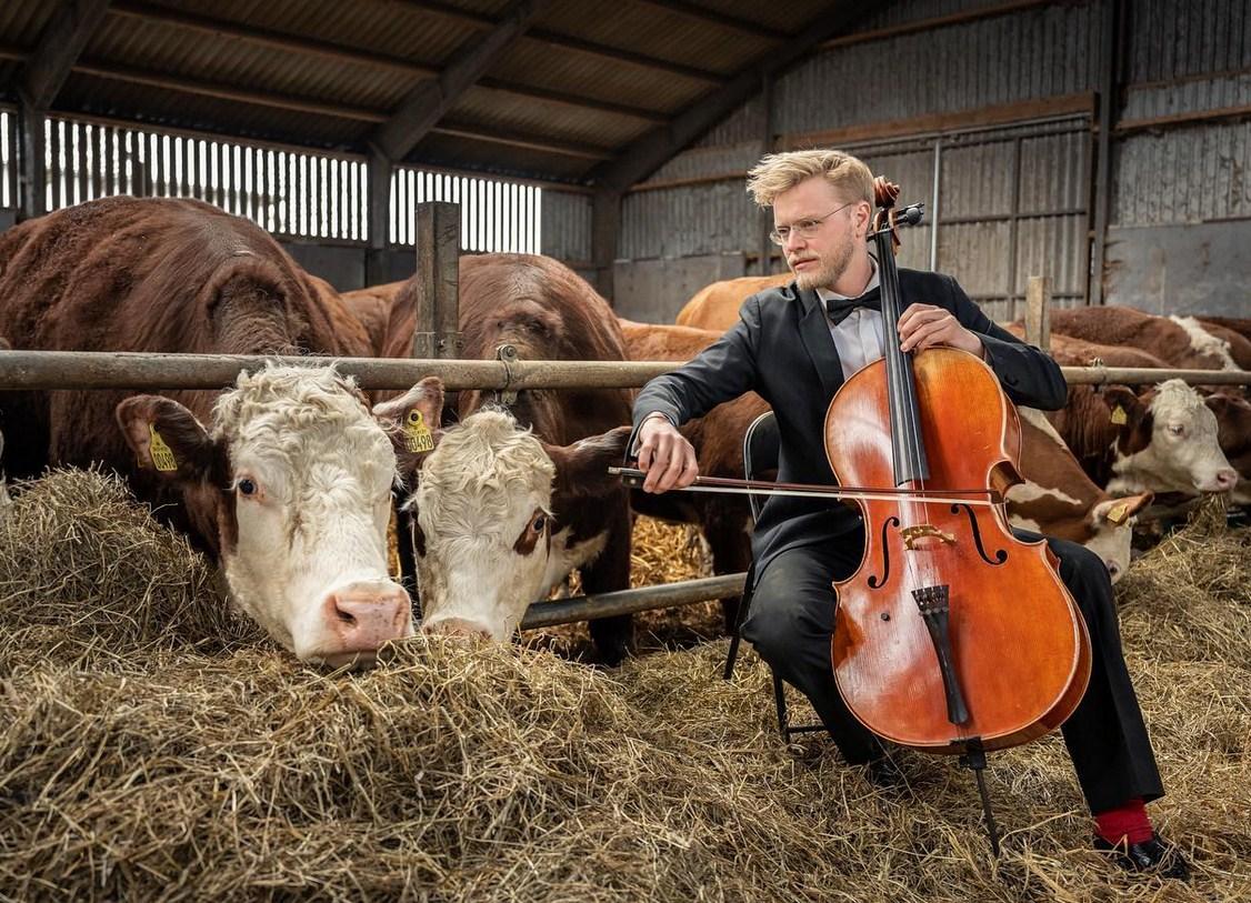 Krave u publici na koncertu klasične muzike