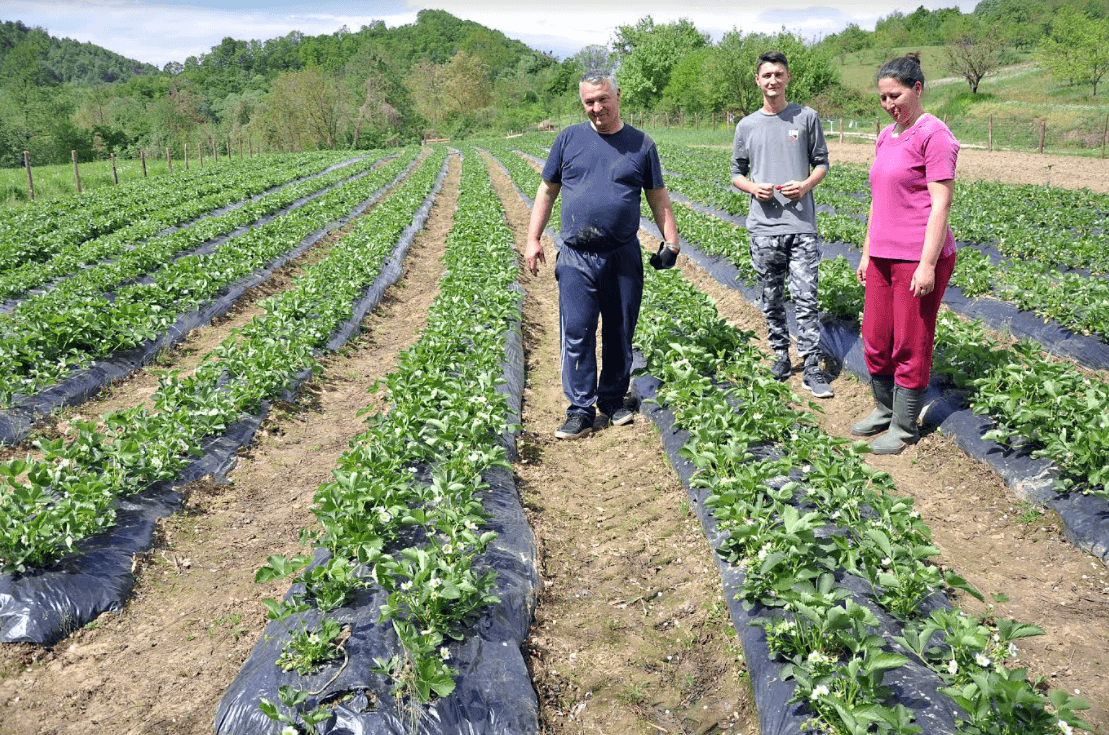 Kasni berba plasteničke jagode: Puno je truda i ulaganja da bi se nešto zaradilo