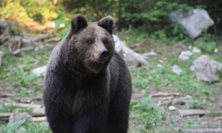 Na imanju, odnosno zemljištu oko tora pronađeni su tragovi medvjeda - Avaz