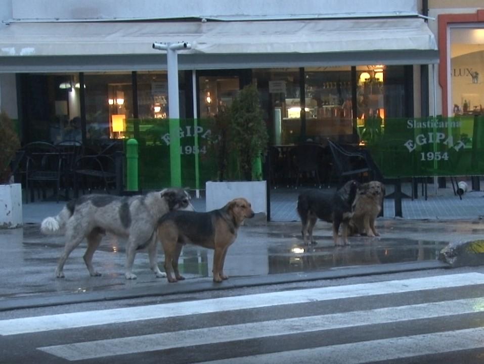 Nadležni krenuli u rješavanje gorućeg problema - Avaz