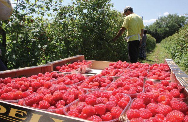 Mladi izbjegavaju sezonske, fizičke poslove - Avaz