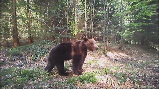 Medvjedi su česta pojava na ovoj planini - Avaz