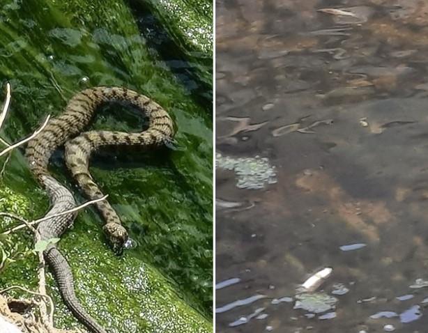 Korito rijeke Sokoluše u užasnom stanju: Veliki pomor ribe, a u vodi zmije duže od metar