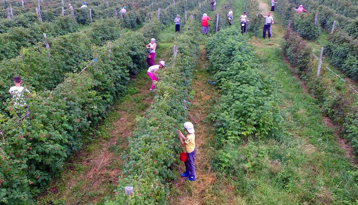 Maline: Dobra cijena - Avaz