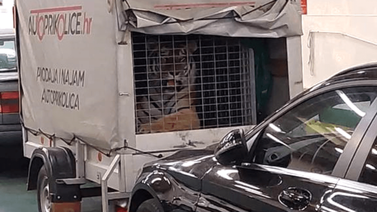 Tigar na trajektu za Hvar, putnici šokirani