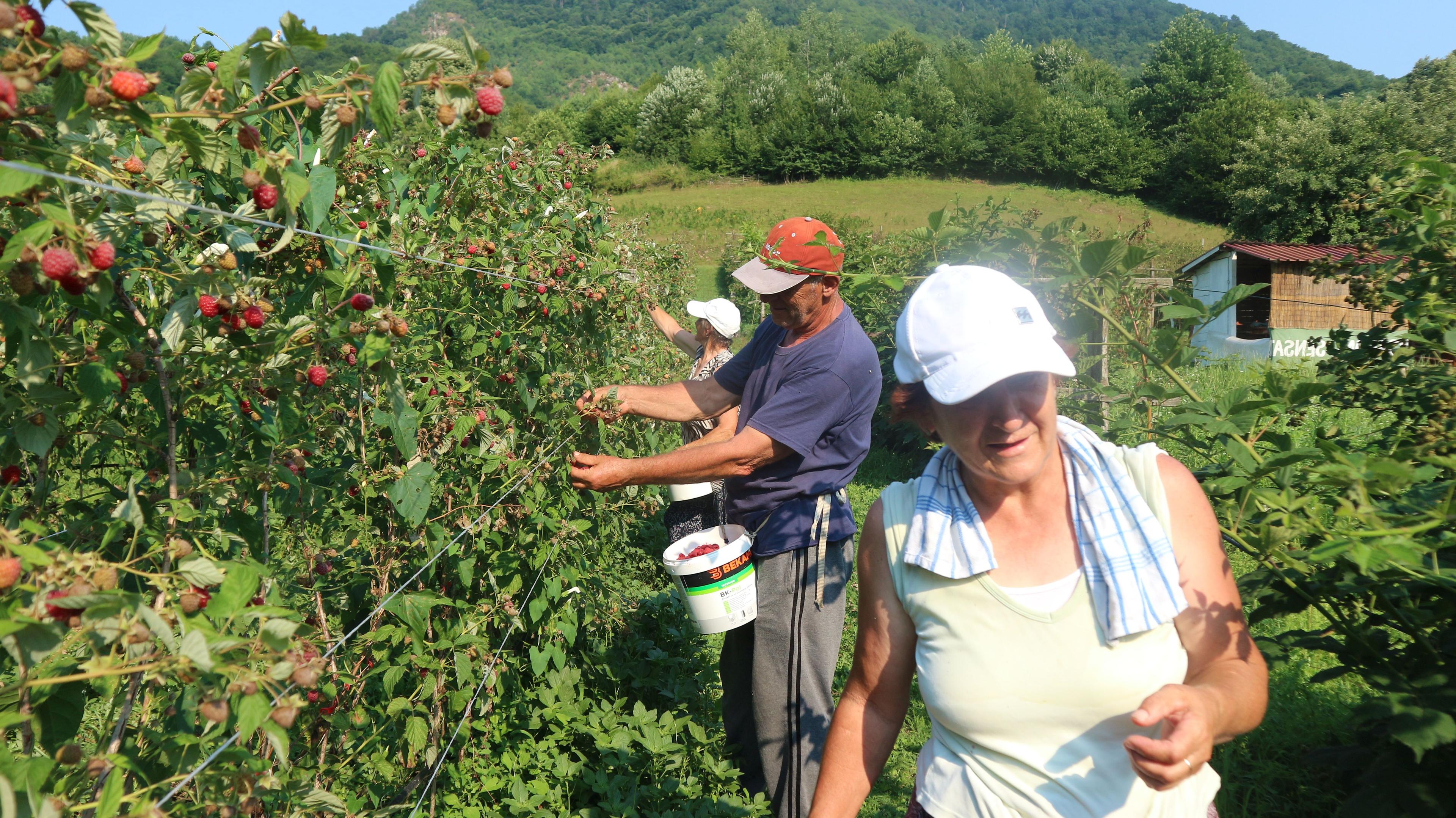 Berba maline u punom jeku - Avaz