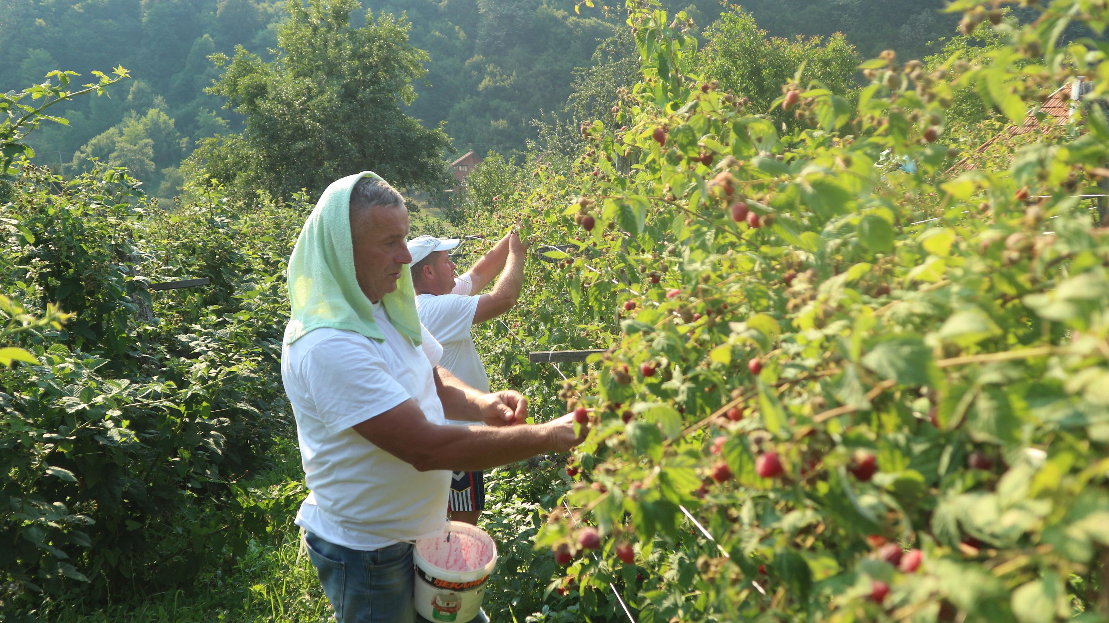 Berba maline u punom jeku - Avaz