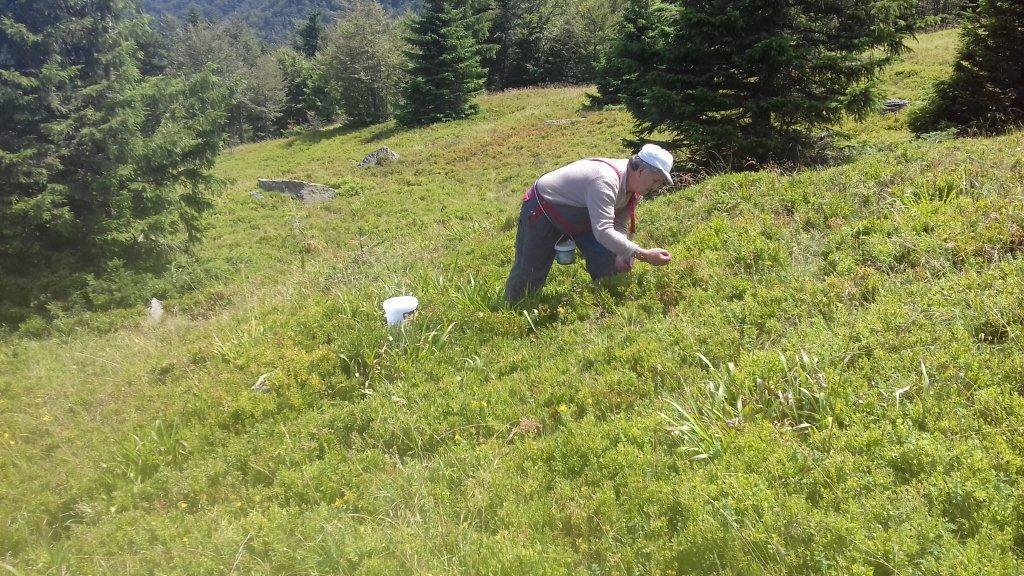 Borovnica odlično rodila, dnevno se može zaraditi i 100 KM