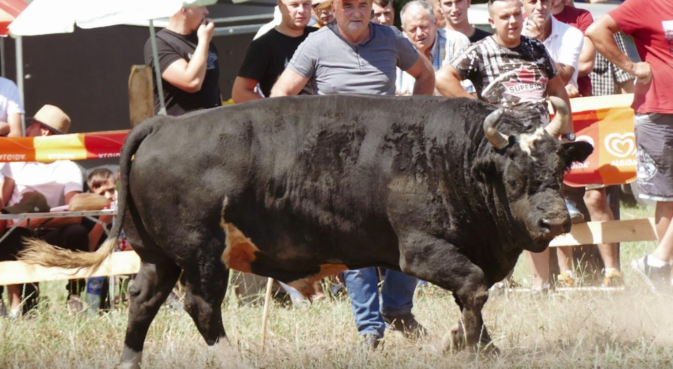 Korida u Polju kod Busovače - Avaz