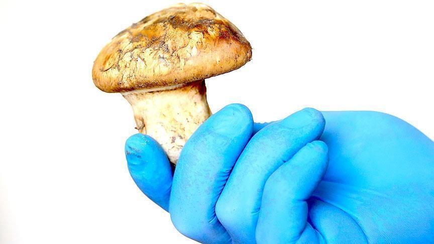 Tri gljive Matsutake prodate su za 830.000 jena - Avaz