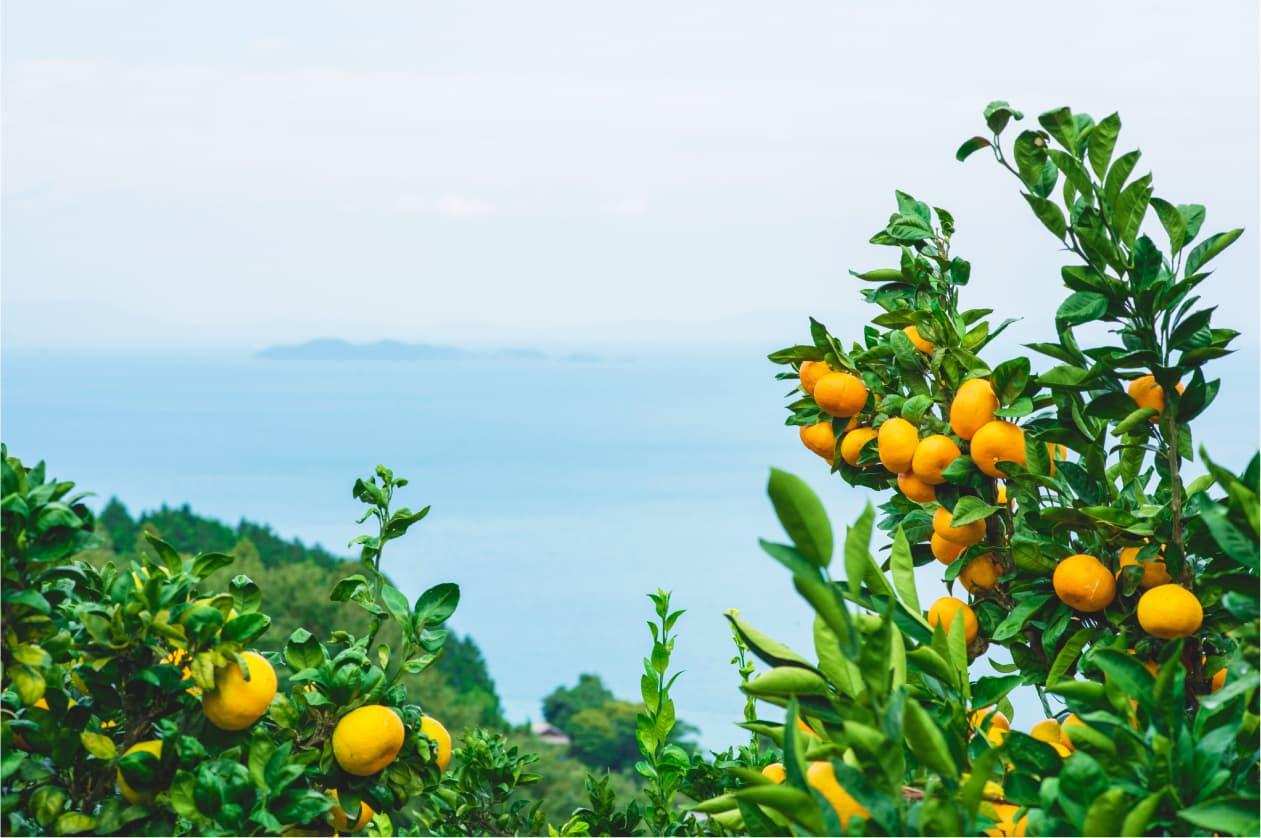 Plodovi mandarine puni su vlakana - Avaz