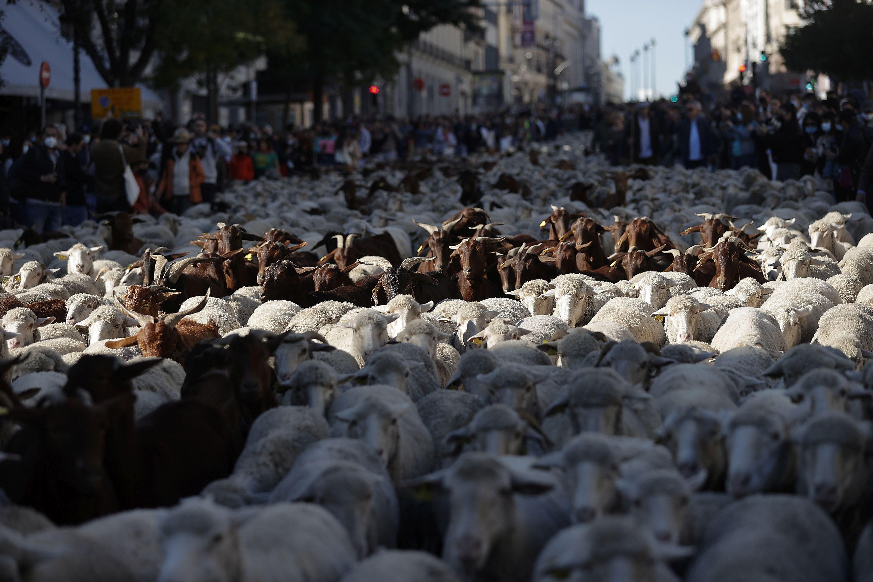 Više od 1.000 ovaca i koza u tradicionalnoj "šetnji" Madridom