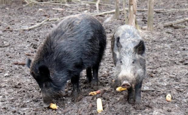 Farmeri traže hitnu reakciju: Divlje svinje pustoše njive, a lovce sputava zakon