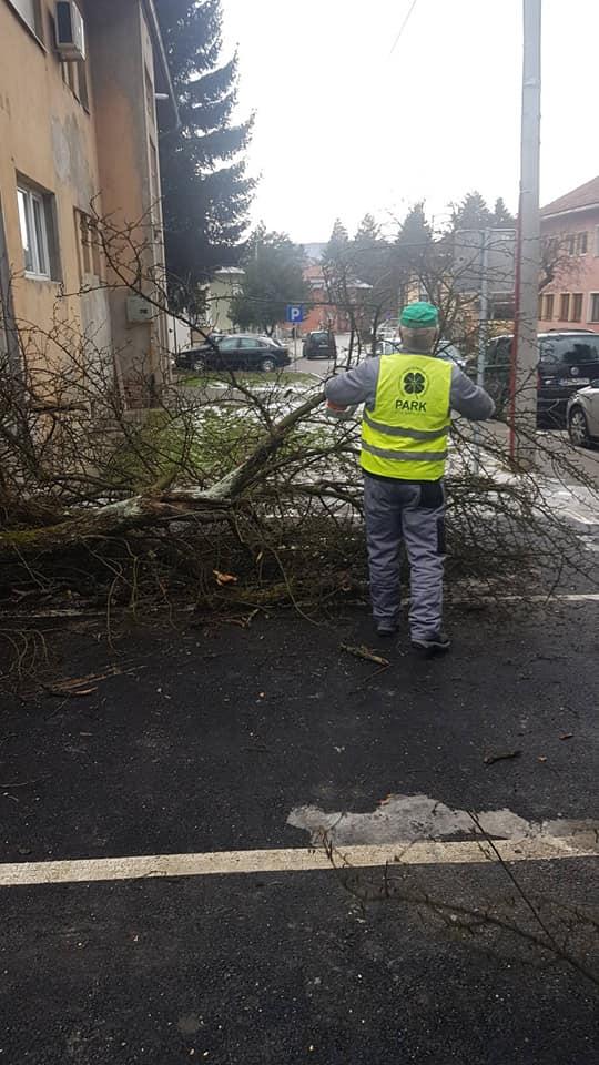 Sarajevo: Grom udario u drvo, nasreću niko nije stradao