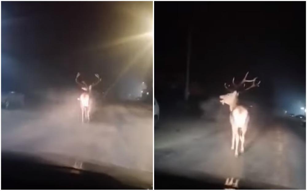 Jelen trčao ulicom u Priboju, pa zastao na trenutak: Pogledajte video