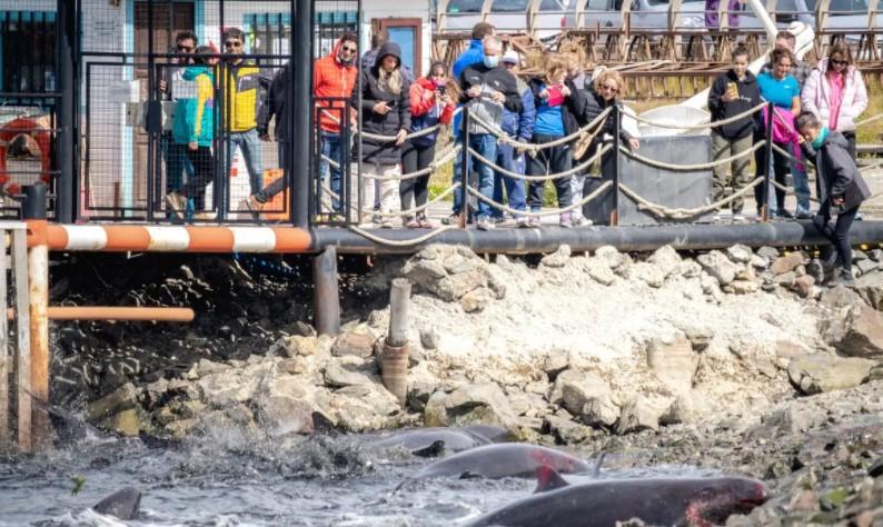 Više od dvadeset uginulih delfina pronađeno je na plaži u Istanbulu - Avaz