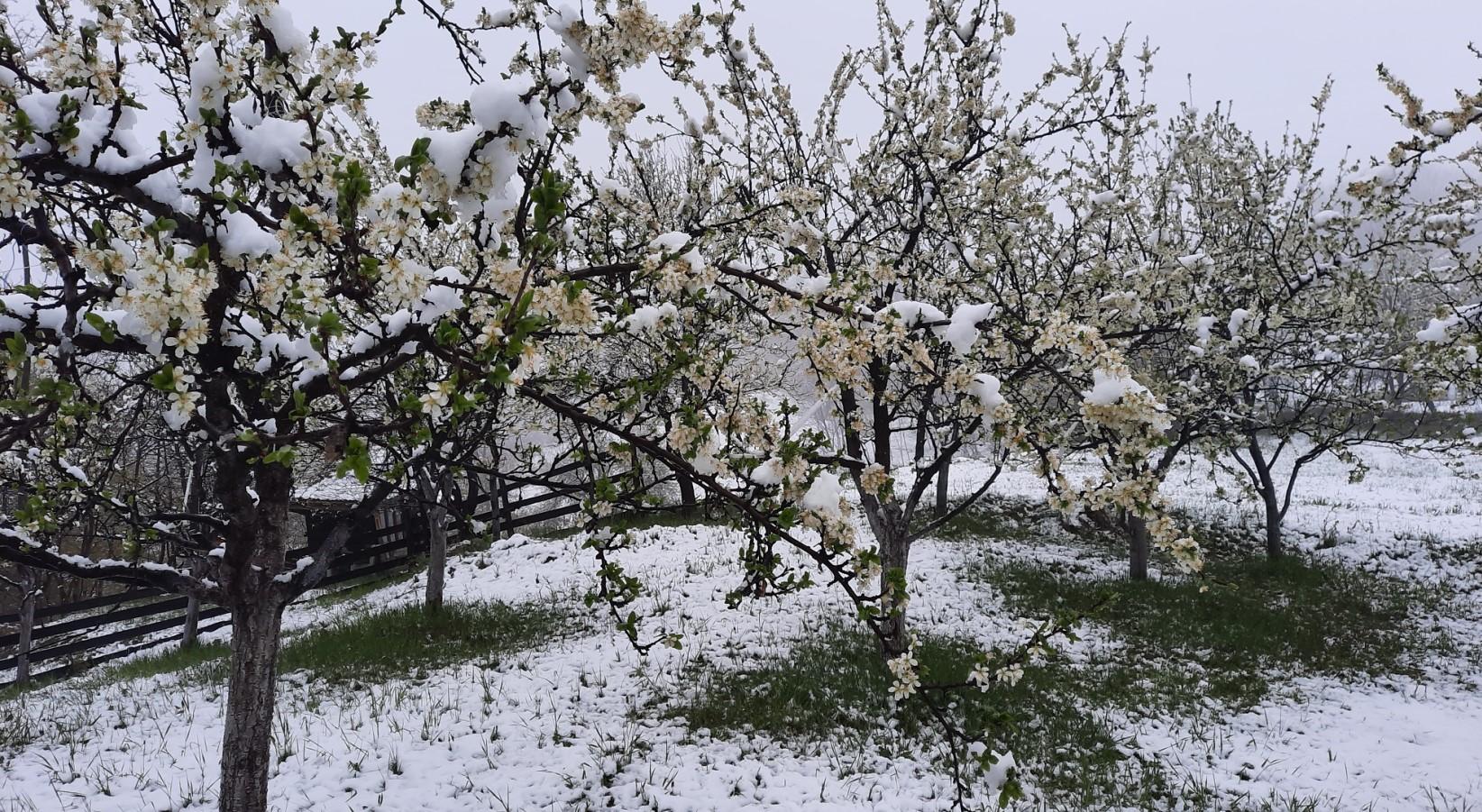 Jučer se bijelio behar, danas snijeg