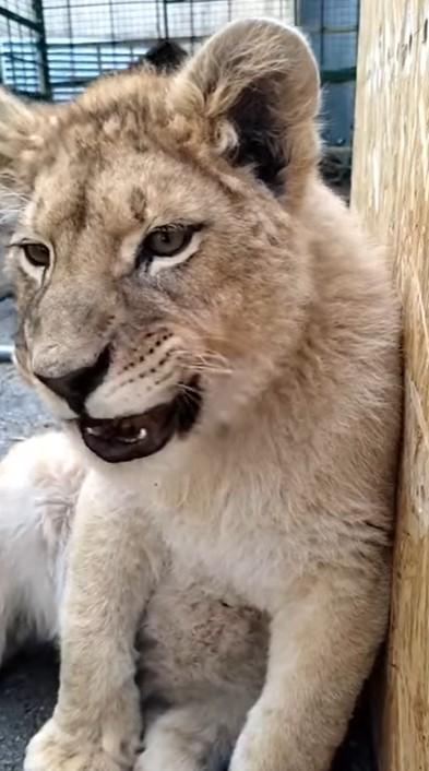 Lav koji je pronađen prije više od dva mjeseca - Avaz