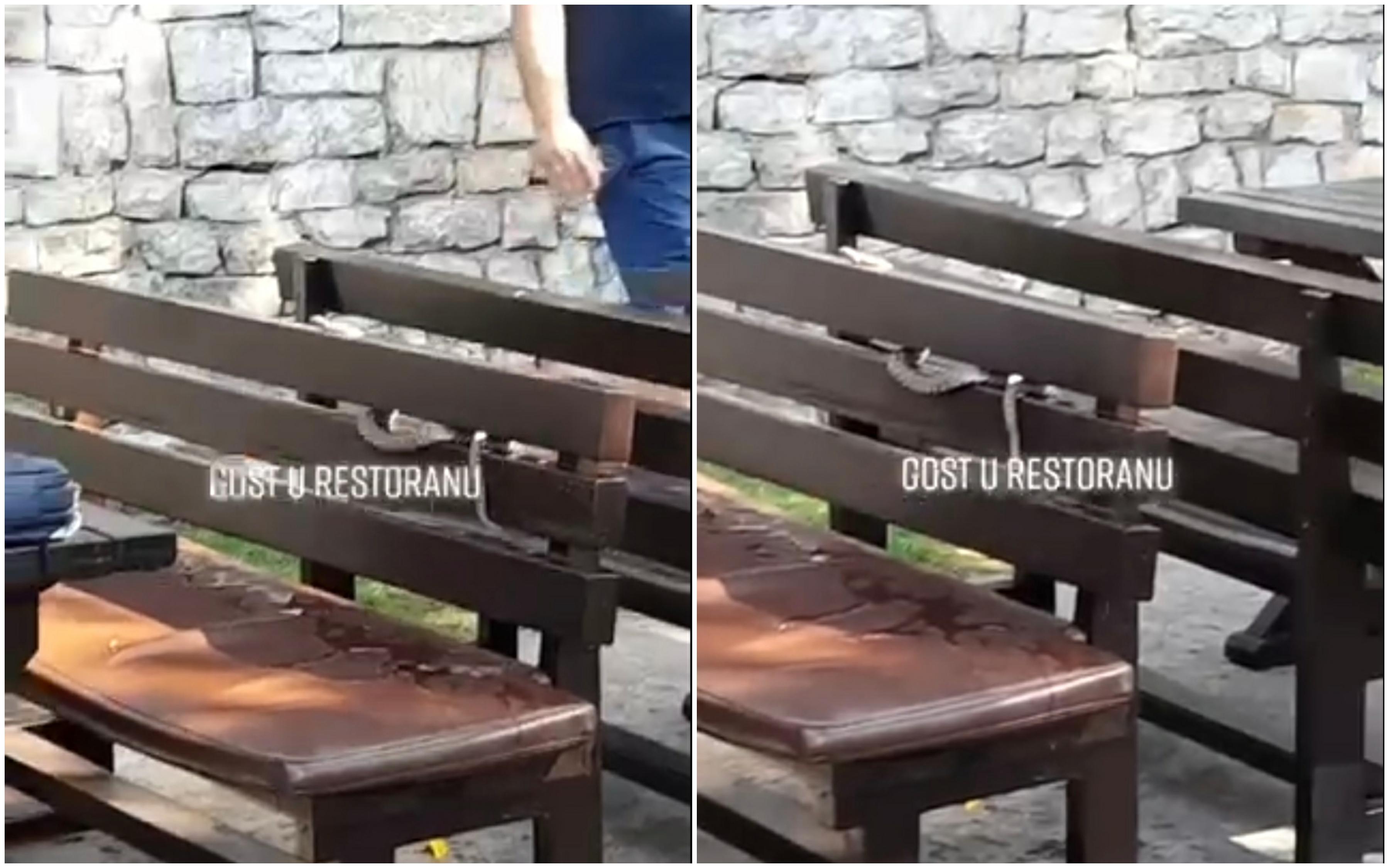 Video / Dogodilo se u bh. gradu: Zmija ušla u baštu restorana, nastala panika, tjerali je vodom