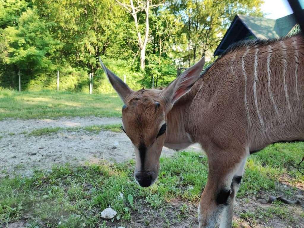 Prinove u Pionirskoj dolini - Avaz