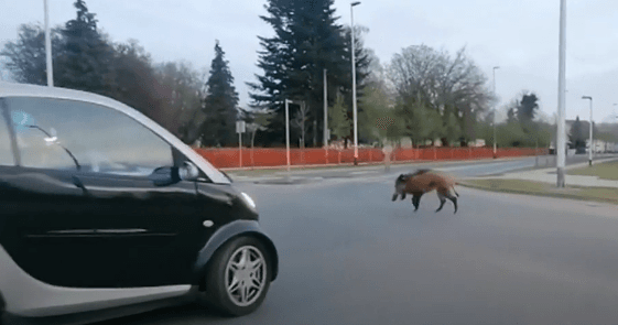 Čopori divljih svinja lutaju gradom, građani se boje izaći iz kuće